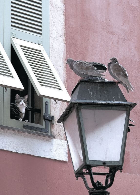 绿茵智慧,篮球之心,论东决战夜的范戴克式节奏掌控