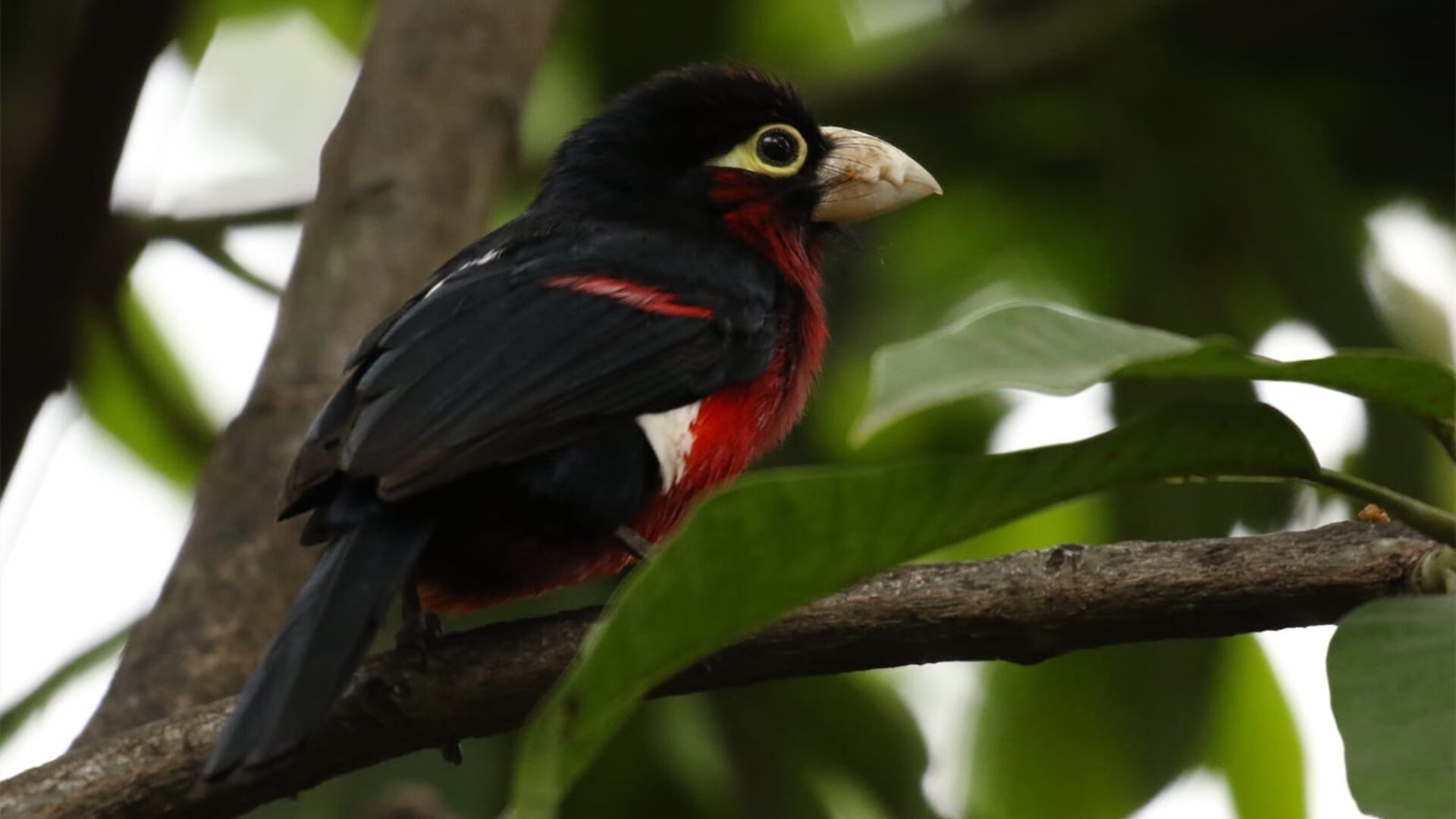 年度焦点之战,闪耀的地中海蓝,尼斯如何正面击溃英伦铁壁威尔士?