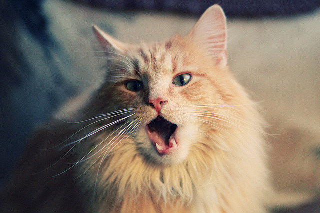 时间差制胜!湾区连线激活内线风暴,武切维奇狂砍33+21助深圳力克雄鹿