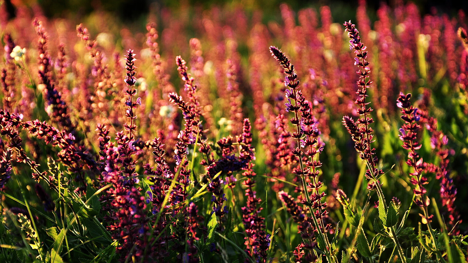 时间涟漪，当2026世界杯的焦点战预演于火箭夺冠夜的交汇点