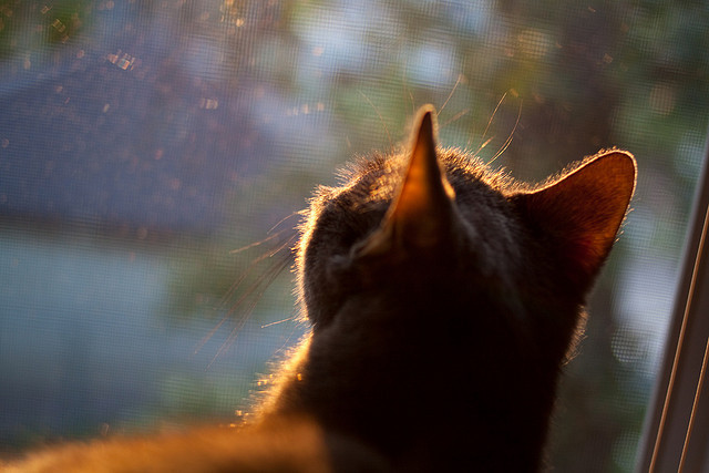 控卫之神的交响与蓝领军团的铁砧,哈利伯顿的惊艳,与老鹰沉默的胜利