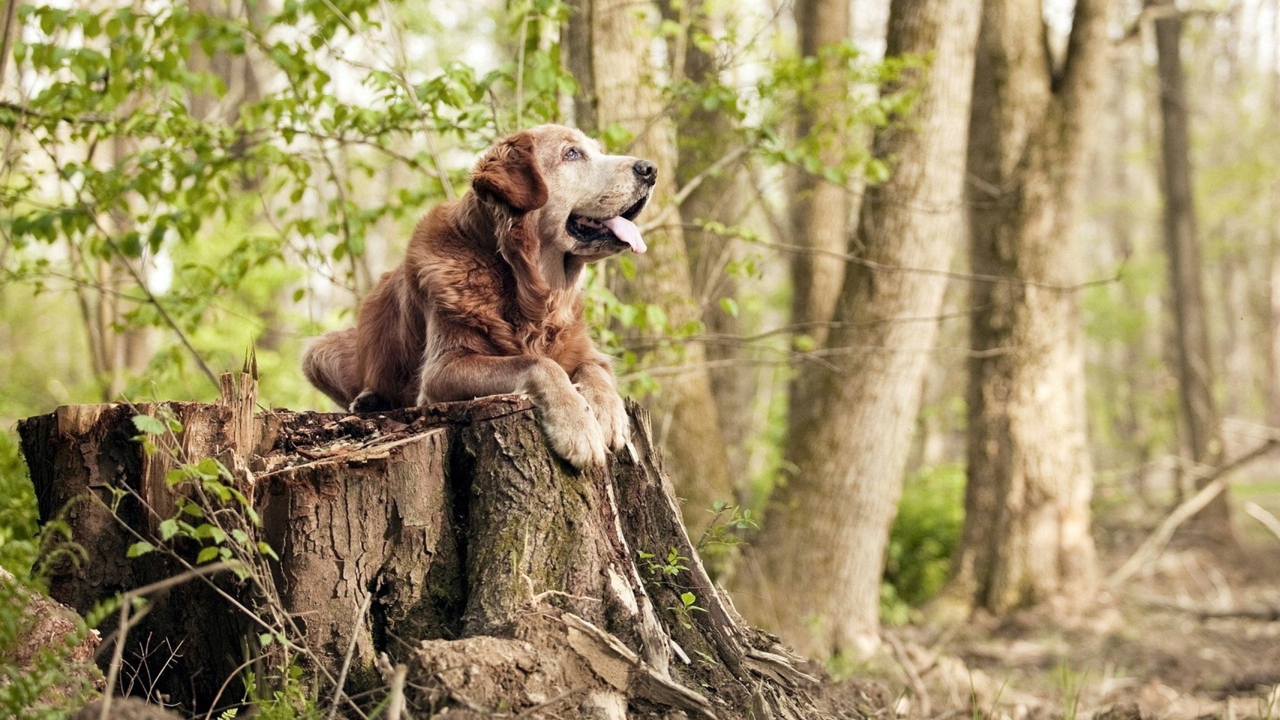 绿茵定盘星,墨西哥的沉稳碾压与皮克的永恒节拍