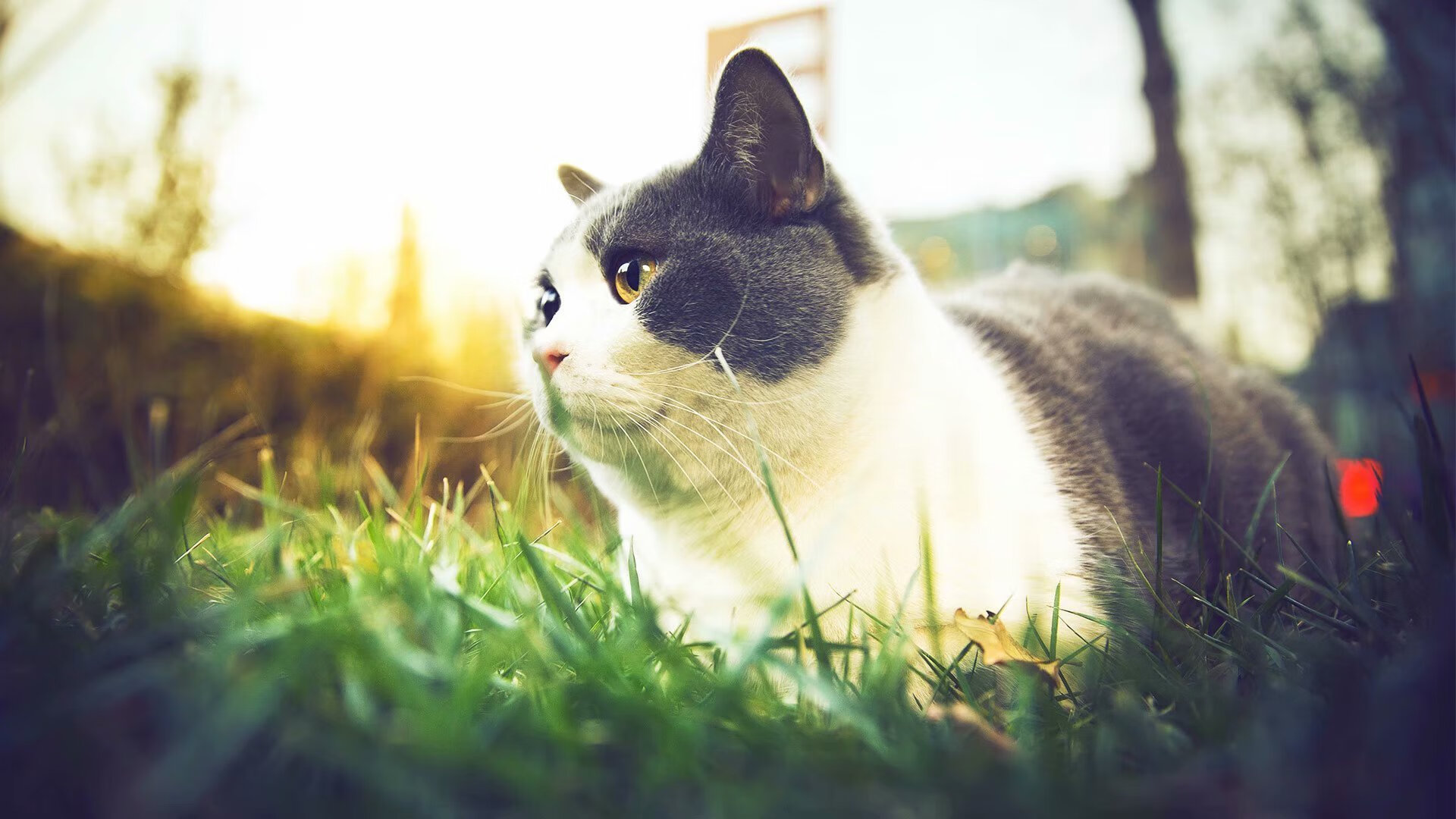 贝恩轰42分主宰比赛!从体系球员到关键先生,爵士晋级之路他正名巨星价值