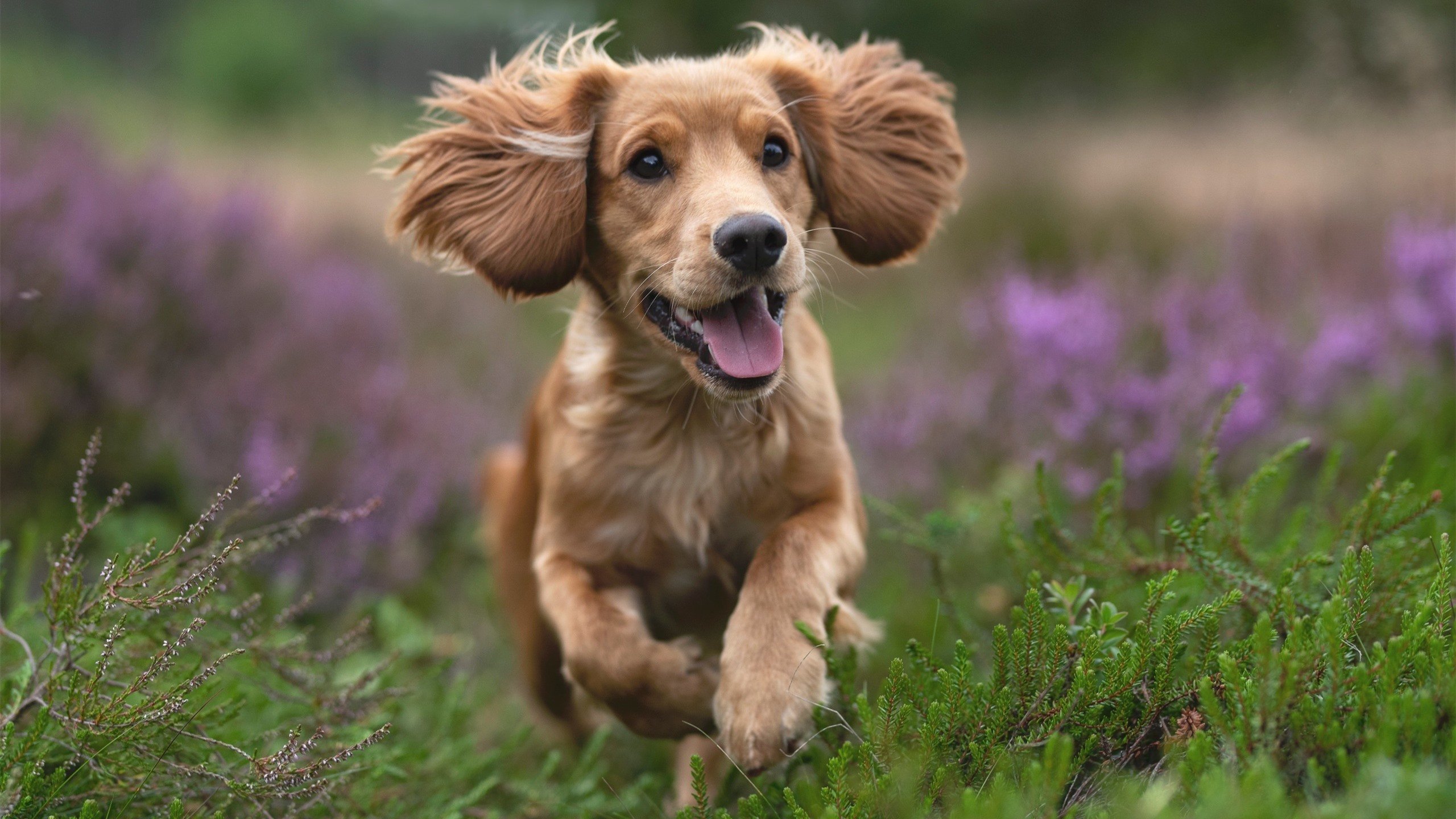 终局一击,从好望角到世界杯