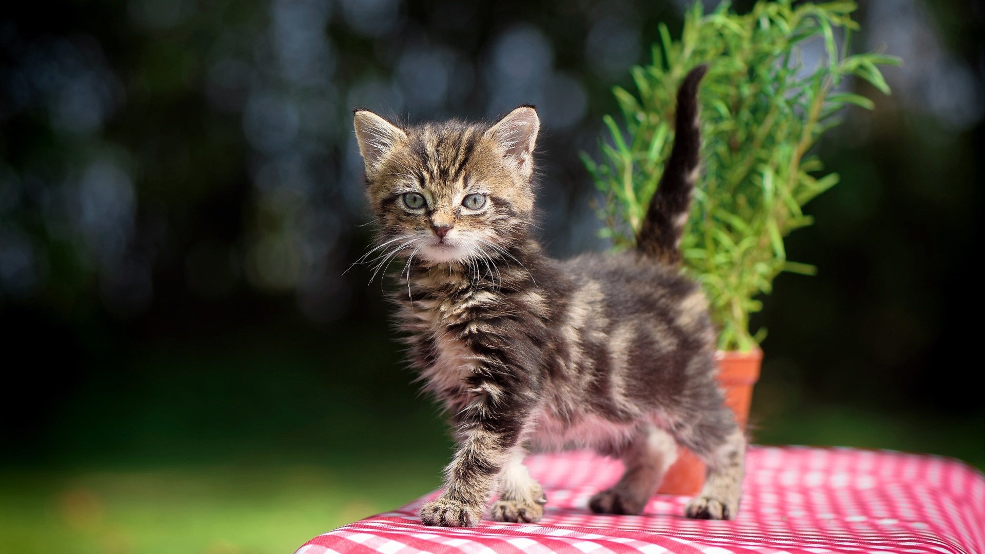 当足球智慧照亮篮球场,浙江队的美加墨式战术如何压制雄鹿