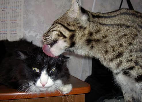 跨界焦点，快船欧冠式半决赛表现，连续得分狂潮压制国王