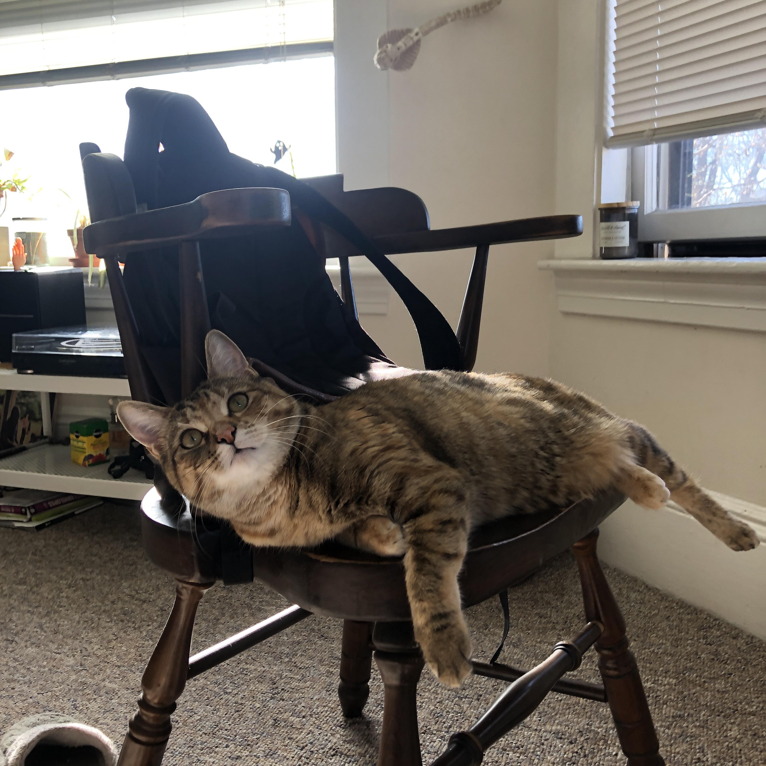 冠军基因,当永不散场的辽宁精神遇见哈利伯顿的魔法时刻