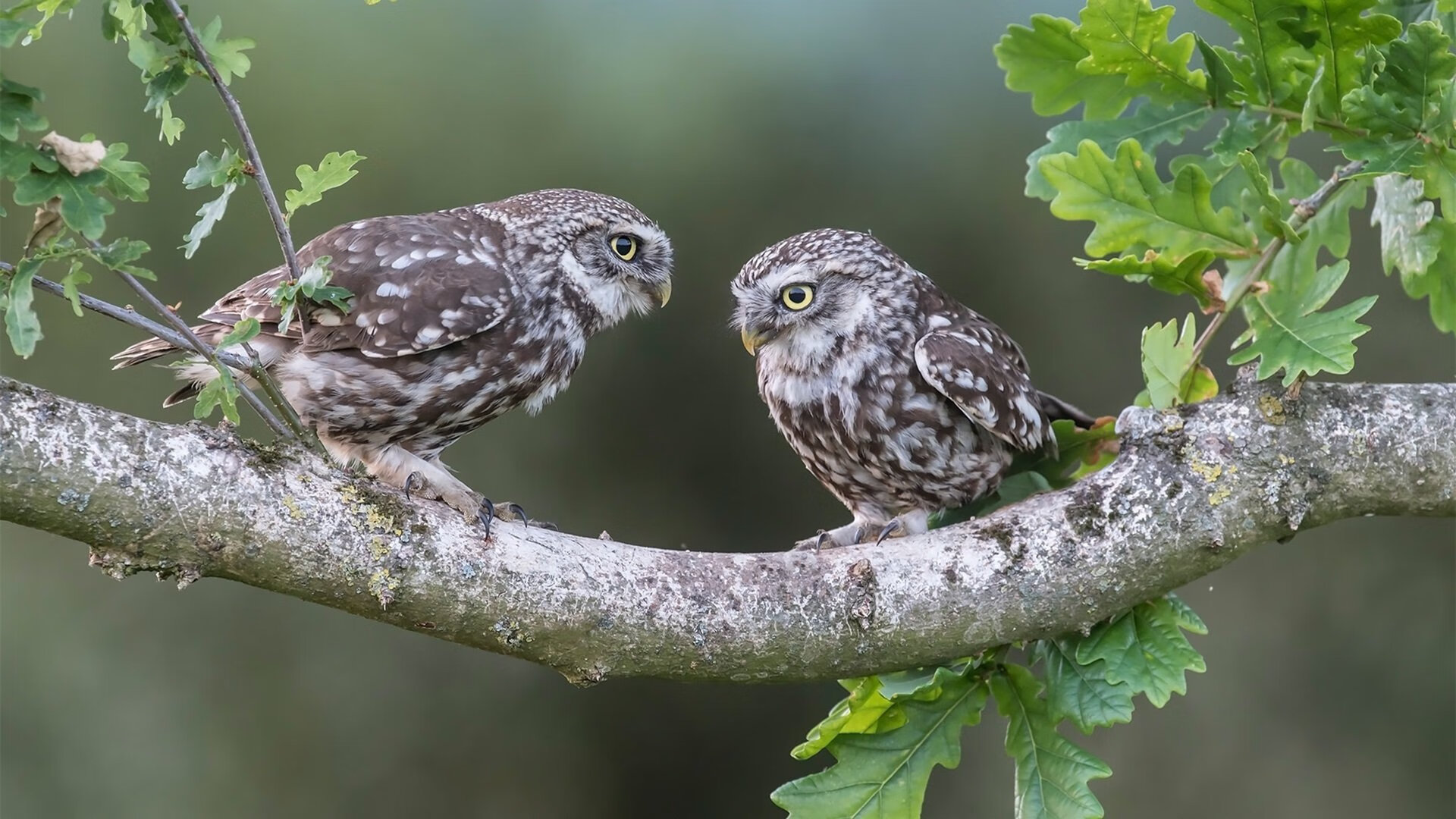 奇迹之夜，塞维利亚绝境翻盘爱尔兰，莱奥一己之力改写历史