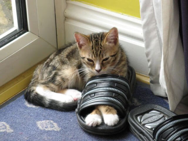 当库里用投射丈量世界篮球的温差，单节30分背后的降维打击