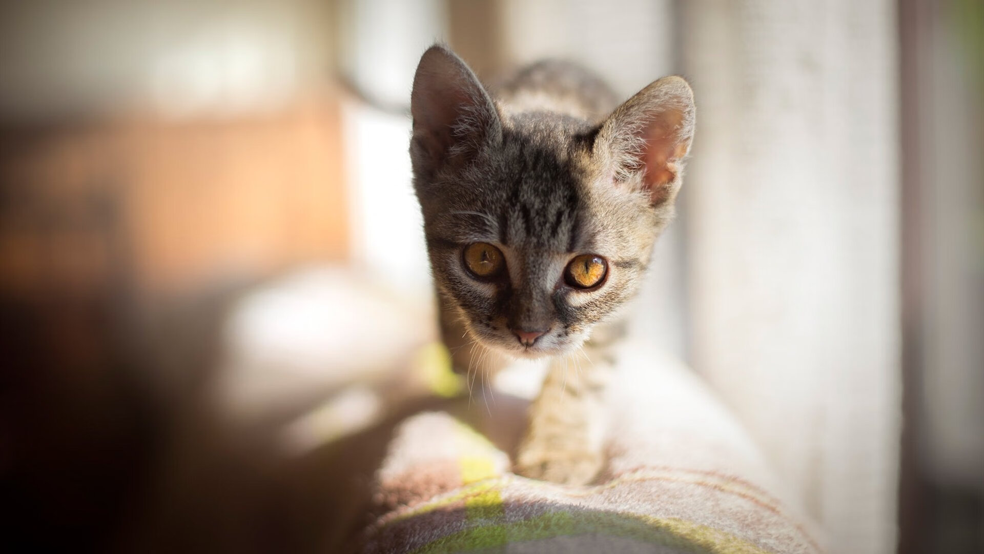 焦点战中的奥运预演，快船轻取开拓者，关键球员表现亮眼