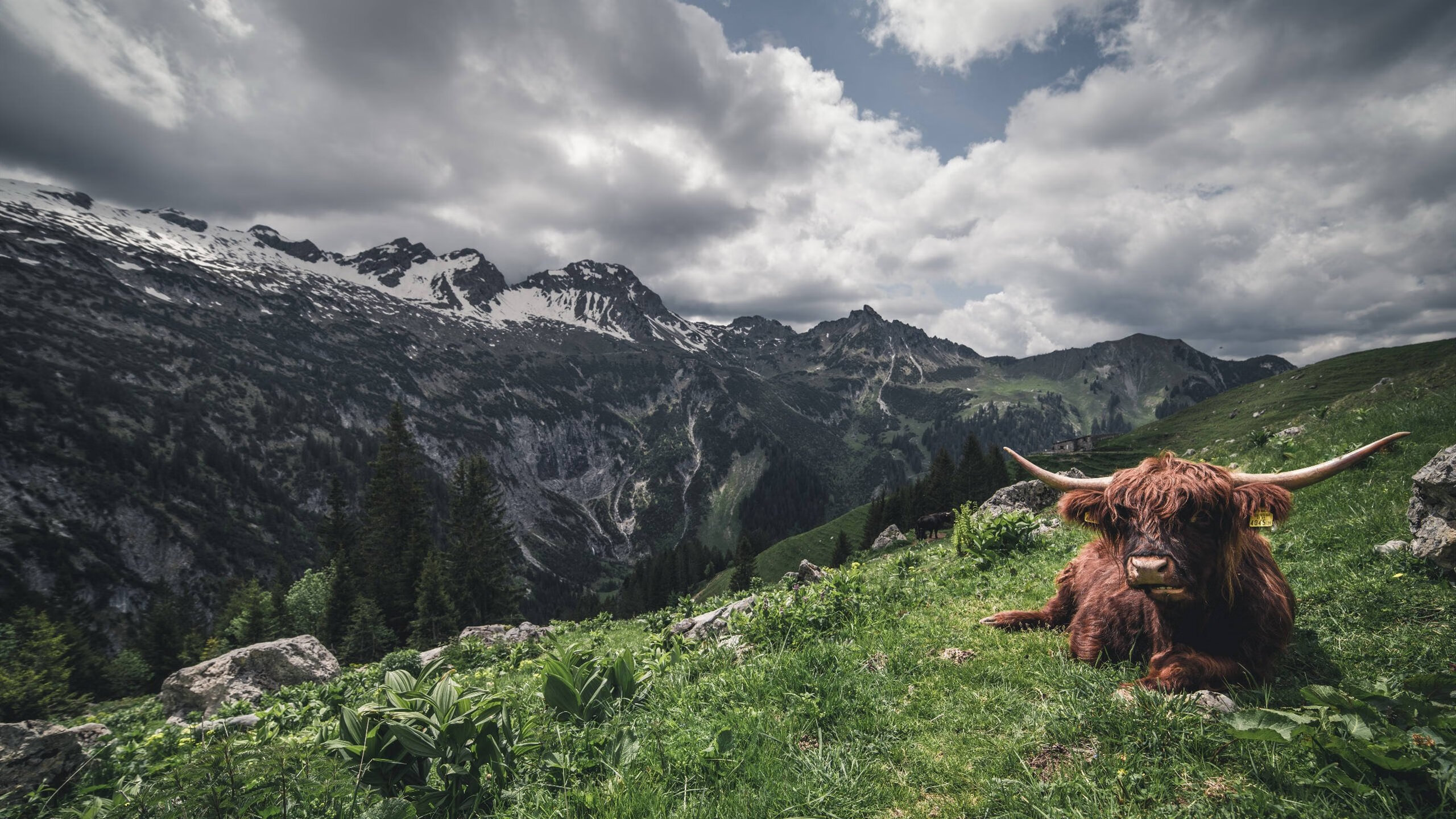 双线狂飙，当F1轮胎烟雾邂逅球场汗水—一个属于体育的魔幻周末